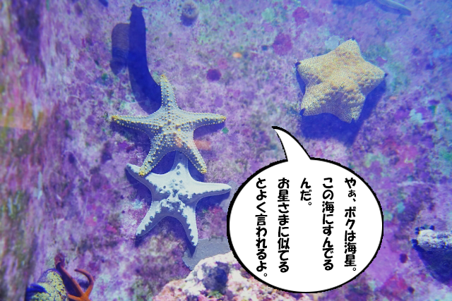 海星の覚え方イメージ