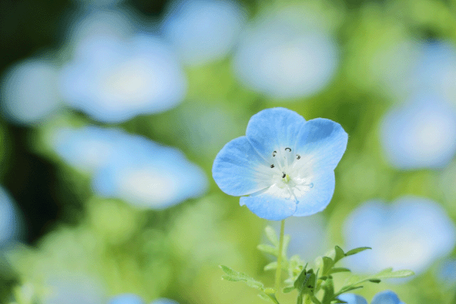 花卉の覚え方イメージ