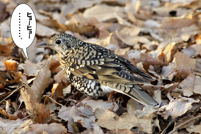 鵼鳥の覚え方イメージ